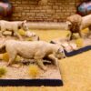 77. Lions (Male, juvenile and lioness)